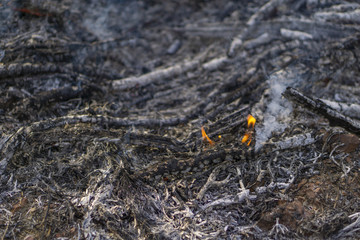 Background of burning branch and leaf ,dying bonfire with some ashes
