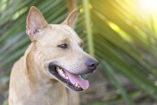Brown Thai Ridgeback dog is looking at something on the right of picture with happy mood in coconut leaf background