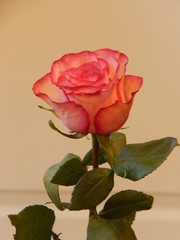 Pink rose close-up, macro