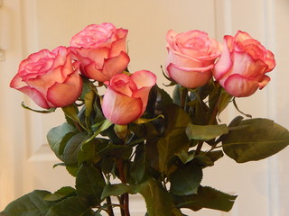 Fresh pink roses