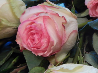 Pink rose close-up, macro