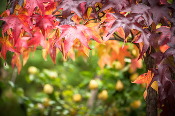 Buntes Herbstlaub eines Amberbaums vor unscharfem Hintergrund