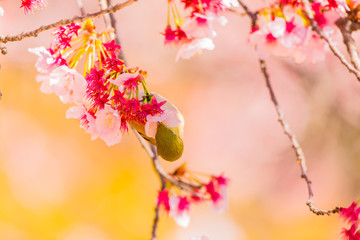 Japanese White-eye.The background is cherry blossoms(Japanese name is Kanzakura). Located in Tokyo Prefecture Japan.