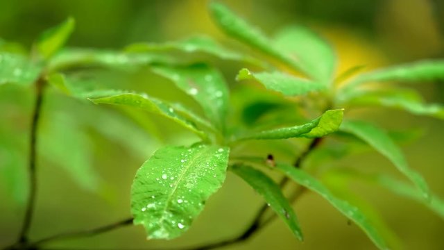 Green leaves with rain droplets