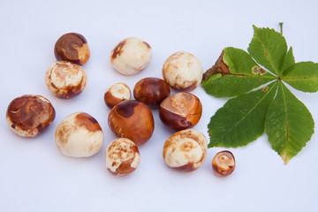 Unreife Kastanien und Blatt