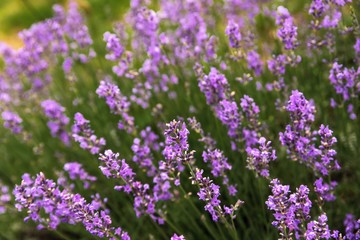 Blooming lavender flowers.
