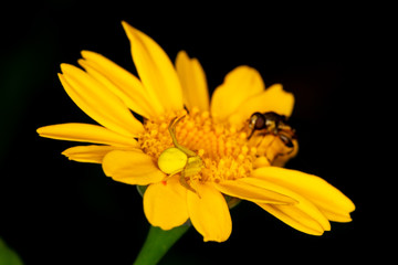 Stalking flower spider