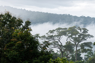 Obraz na płótnie Canvas Morning fog in dense tropical rainforest.
