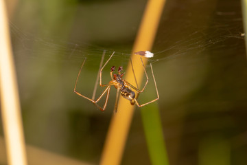 Upside down Sheetweb spider
