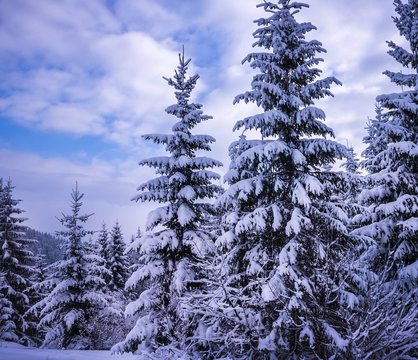 Fototapeta Christmas winter landscape, spruce and pine trees covered in snow on a mountain road