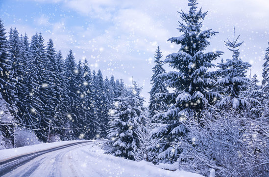 Fototapeta Christmas winter landscape, spruce and pine trees covered in snow on a mountain road