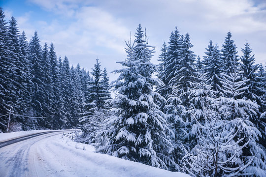 Fototapeta Christmas winter landscape, spruce and pine trees covered in snow on a mountain road