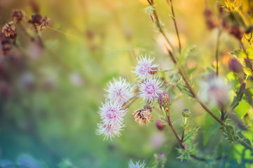 Floral background with pink flowers at sunset