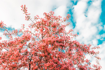 Fototapety  Czerwony kwiat drzewa kwitnące nad błękitnym niebem. Natura kwiatowy tło.