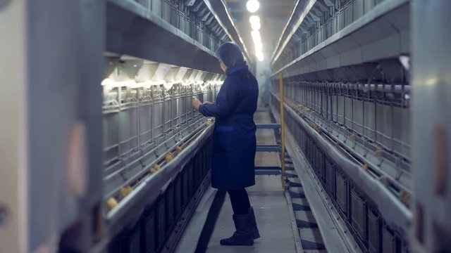 Henhouse worker is inspecting chickens in cages