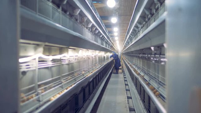 Poultry house facility with a female specialist walking along it and checking baby chicks