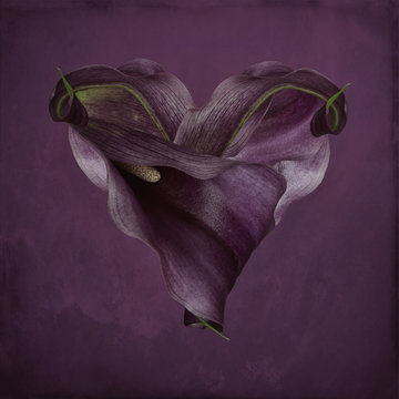 Heart made of two purple flowers