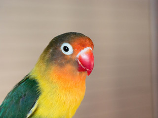 Agapornis look © PedroJos