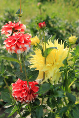 summer riot of flowers