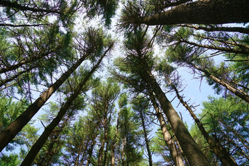 low angle view of the pine tree forest
