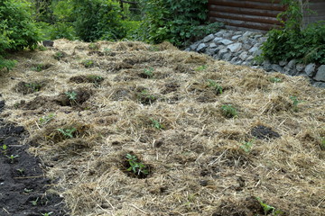 Growing bio potatoes in straw