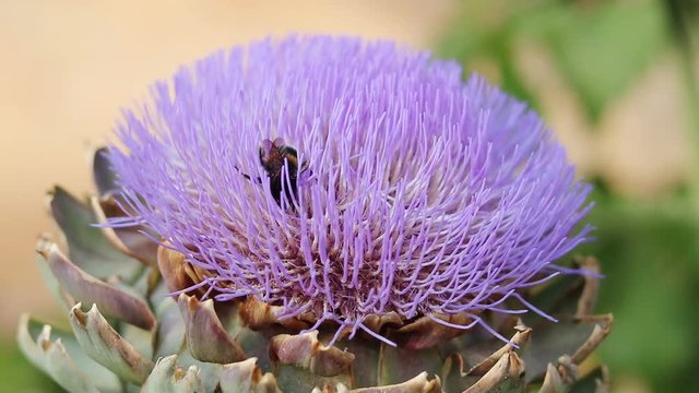 Bumblebees collecting pollen and nectar on flowers artichoke. Sunny day, light breeze.