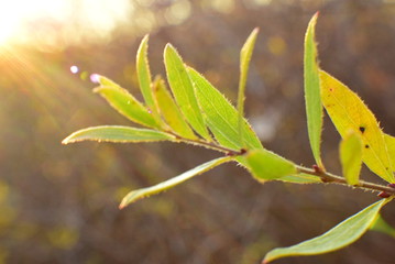 twig of the bush in the rays of the setting sun in the fall