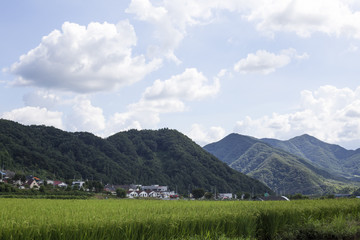 Korean traditional rice farming. Korean rice farming scenery.