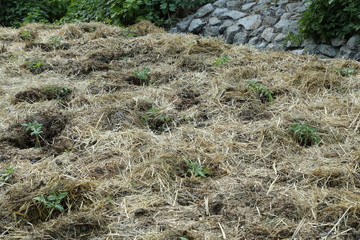Young organic potato cultivation with brass