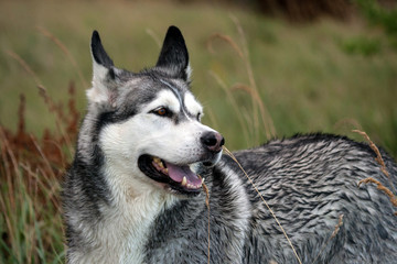 close-up portrait of a dog Alaskan malamute breed, in the foreground and background high grass on the field, daylight, a beautiful dog with wet hair, the head is turned towards the torso