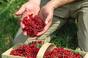 Man pours out his hands red currants