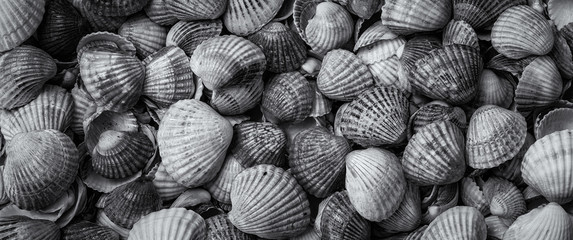 SHELLS - A collection of seashells on a sea beach