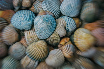 SHELLS - A collection of seashells on a sea beach