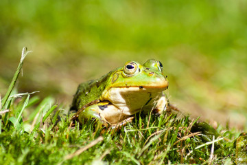 Teichfrosch auf einer Wiese im Garten