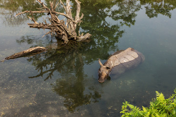 Obraz premium Dziki nosorożec kąpie się w rzece w Parku Narodowym Jaldapara, stan Assam, północno-wschodnie Indie