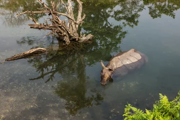 Photo sur Aluminium Rhinocéros Rhinocéros sauvage se baignant dans la rivière dans le parc national de Jaldapara, état d& 39 Assam, au nord-est de l& 39 Inde