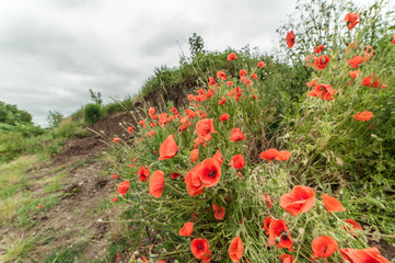 Mohnblumen auf H&uuml;gel vor Regenwolken