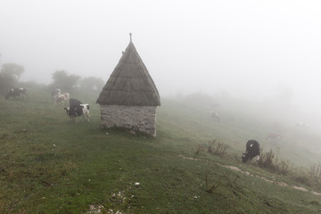 Cows bulls graze on hill in fog.
