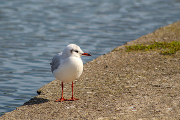 Black-Headed Gull Standing Beside a Lake