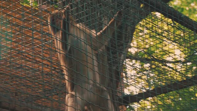 monkey in the zoo on a walk behind the fence