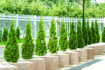 Arborvitae planted in a row