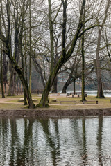 Trees in park