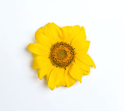 A small yellow sunflower on a white background.