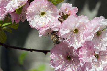 The bee are drinking nectar from the Prunus triloba flowers.