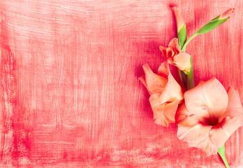 Pink gladiolus flower composition on red canvas with white strokes, flat lay, top view