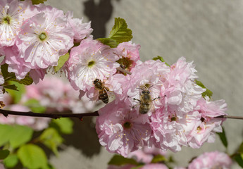 The bees are drinking nectar from the Prunus triloba flowers.