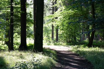 Fototapeta premium Morgensonne im Wald