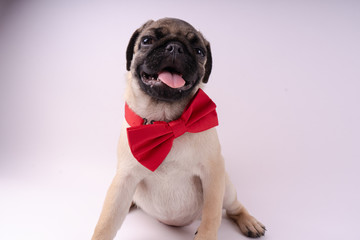 Funny pug puppy, on white background