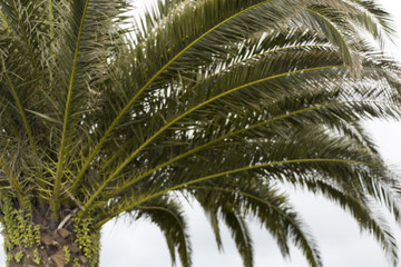 Corte palmera