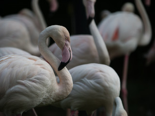 Group of pink Flamingos